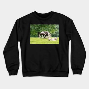 Lazy Grazing Horses Crewneck Sweatshirt